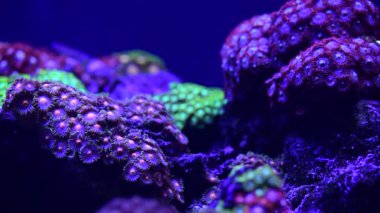 Deniz anemon hayvan makro video 4k doğa okyanus yaşam mavi renk 4k video makro yakın