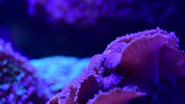 Deniz anemon hayvan makro video 4k doğa okyanus yaşam mavi renk 4k video makro yakın