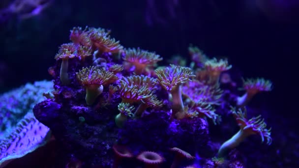 Morze Anemonu Zwierząt Makro Wideo Natura Oceanu Niebieski Obraz Ocean — Wideo stockowe