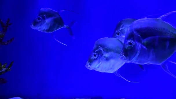Selene Vis Atlantische Moonfish Swarm Blue Water Ocean Aquarium Natuur — Stockvideo