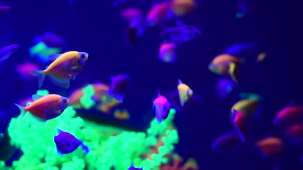 Neon Glowfish Aquário Água Doce Natureza Animais Vivos Vida Vídeo — Vídeo de Stock