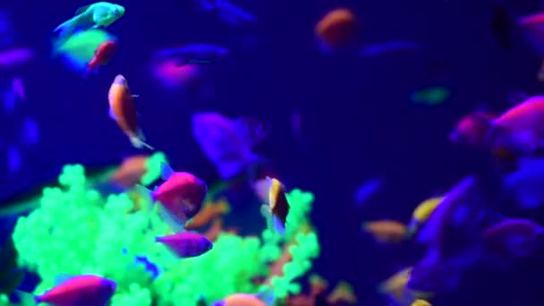 Neon Glowfish Sladkovodních Akváriím Příroda Živá Zvířata Život Video — Stock video