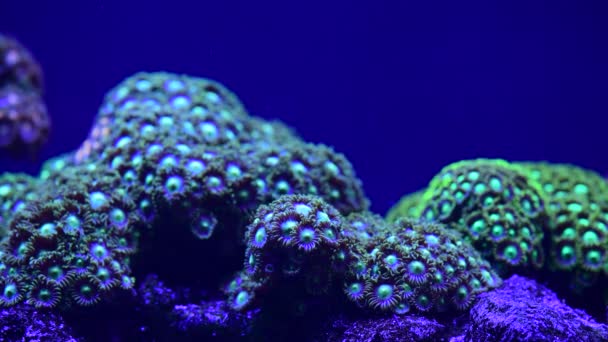 Mar Anémona Animal Macro Video Naturaleza Océano Vida Azul Color — Vídeos de Stock