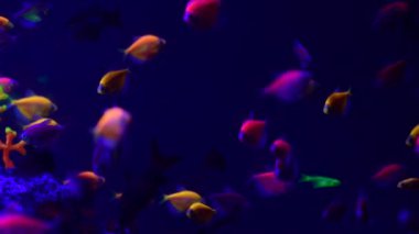 Tatlı su akvaryumu doğada Neon glowfish canlı hayvanlar yaşam 4k video