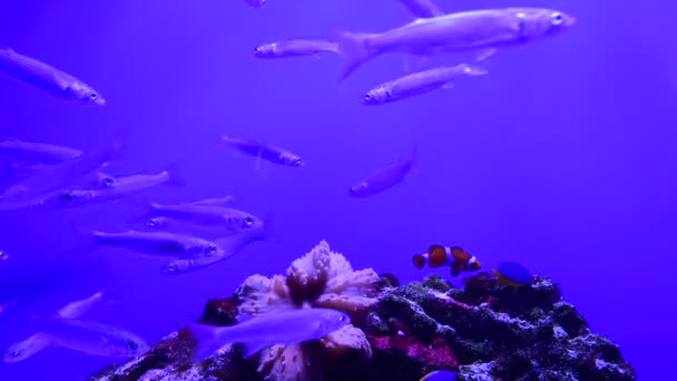 Großer Fisch Meeraquarium Auf Blauem Hintergrund Video — Stockvideo