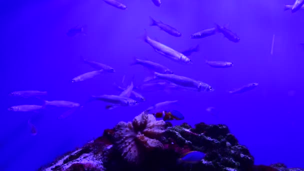 Velké Ryby Mořském Akváriu Modrém Pozadí Video — Stock video