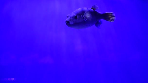 青い背景4Kビデオ上の海の水族館で大きな魚 — ストック動画