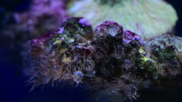 Coral Arrecife Acuario Peces Anémonas Cerca Mar Océano Agua Video — Vídeos de Stock