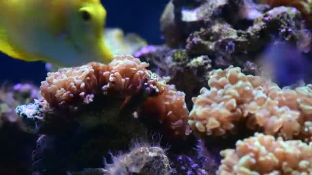 Coral Recife Aquário Peixes Anêmonas Close Mar Oceano Água Vídeo — Vídeo de Stock