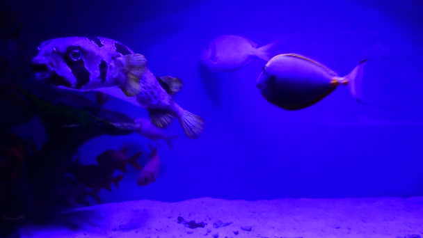 Großer Fisch Meeraquarium Auf Blauem Hintergrund Video — Stockvideo