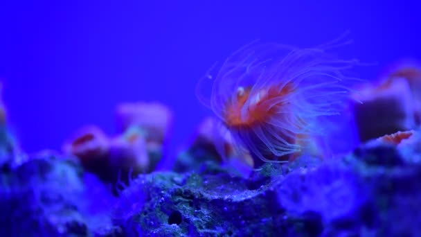Coral Reef Aquarium Fish Anemones Close Sea Ocean Water Video — Stock Video