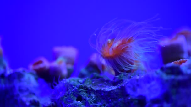 Coral Recife Aquário Peixes Anêmonas Close Mar Oceano Água Vídeo — Vídeo de Stock