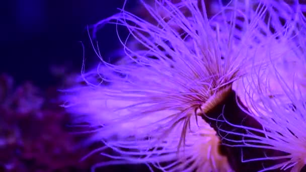 Coral Recife Aquário Peixes Anêmonas Close Mar Oceano Água Vídeo — Vídeo de Stock