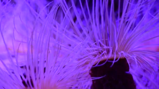 Récif Corallien Aquarium Poissons Anémones Fermer Mer Océan Eau Vidéo — Video