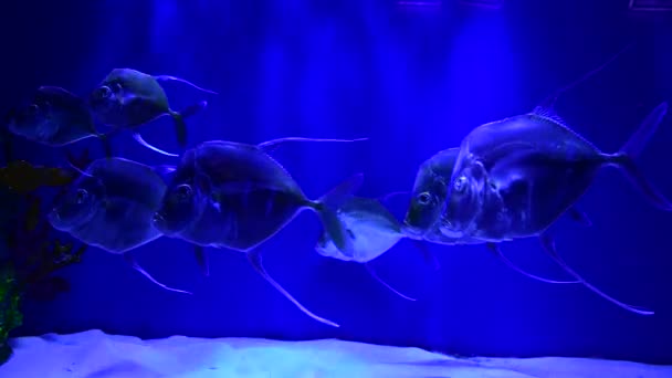 Selene Hal Atlanti Moonfish Raj Kék Víz Óceán Akvárium Jellegét — Stock videók