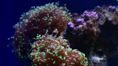 Mercan resif akvaryum balık anemones deniz okyanus suyu 4k video kadar yakın