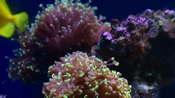 Coral Arrecife Acuario Peces Anémonas Cerca Mar Océano Agua Video — Vídeo de stock