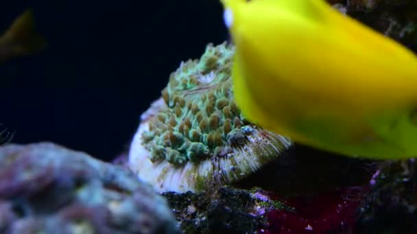 サンゴ礁水族館魚アネモネクローズアップ海水4Kビデオ — ストック動画