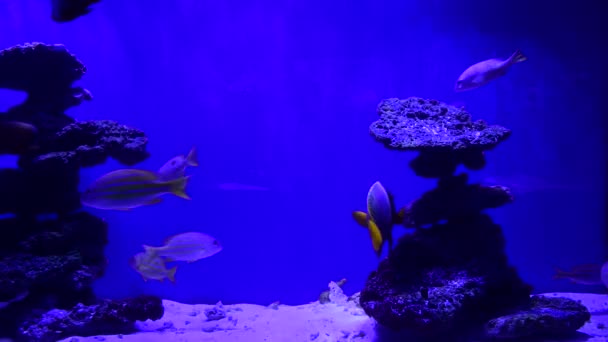 Gros Poisson Dans Aquarium Mer Sur Fond Bleu Vidéo — Video