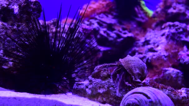 Sea Urchin Walking Havet Djur Wild Life Video — Stockvideo