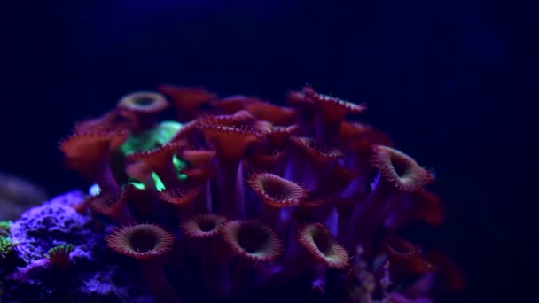 Анемоны Аквариумных Рыб Кораллового Рифа Закрывают Морскую Воду Видео — стоковое видео