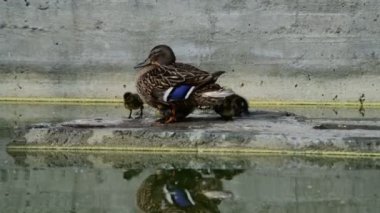 Küçük ördek yavrusu anne dişi ördek doğa kuşlar vahşi yaşam ile oturan