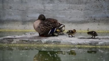 Küçük ördek yavrusu anne dişi ördek doğa kuşlar vahşi yaşam ile oturan