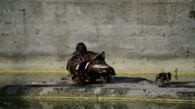 Küçük ördek yavrusu anne dişi ördek doğa kuşlar vahşi yaşam ile oturan
