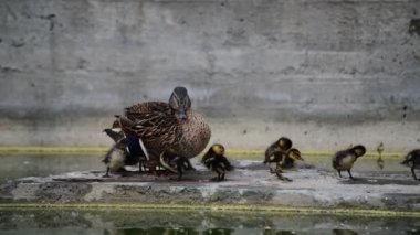 Küçük ördek yavrusu anne dişi ördek doğa kuşlar vahşi yaşam ile oturan