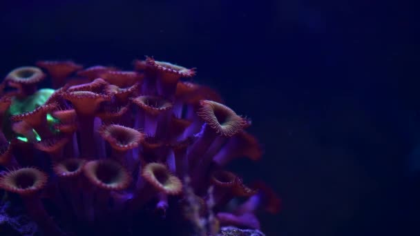 Mare Anemone Animale Macro Video Natura Oceano Vita Blu Colore — Video Stock