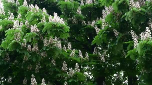 Ωραία Λευκή Καστανιές Δέντρο Λουλούδι Κλαδί Βίντεο Άνοιξη Φύση Κοντινό — Αρχείο Βίντεο
