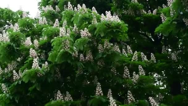 Schöne Weiße Kastanie Baum Blume Zweig Video Frühling Natur Aus — Stockvideo