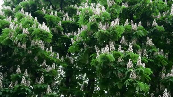 Ładne Białe Kasztanowe Drzewo Kwiat Gałąź Wideo Wiosna Natura Zbliżenie — Wideo stockowe