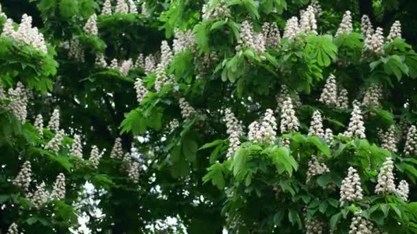 Ωραία Λευκή Καστανιές Δέντρο Λουλούδι Κλαδί Βίντεο Άνοιξη Φύση Κοντινό — Αρχείο Βίντεο