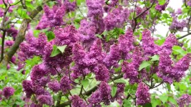 Yağmur doğa bahar zamanı botanik 4k video altında Leylak bahçe ağaçları 