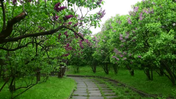 Lilla Alberi Giardino Sotto Pioggia Natura Primavera Botanica Video — Video Stock