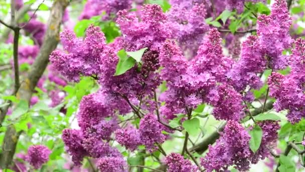 Flieder Garten Bäume Unter Dem Regen Natur Frühling Botanik Video — Stockvideo