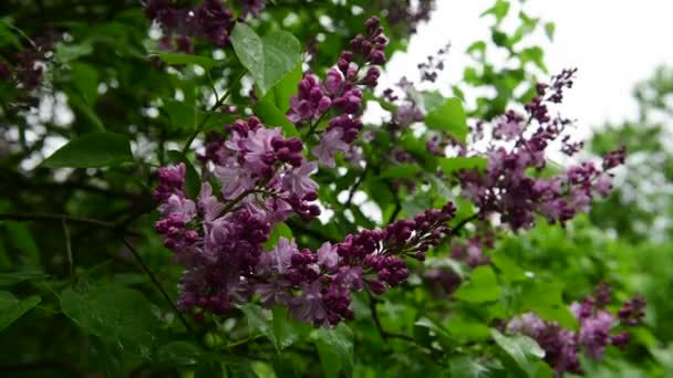 Lilla Alberi Giardino Sotto Pioggia Natura Primavera Botanica Video — Video Stock