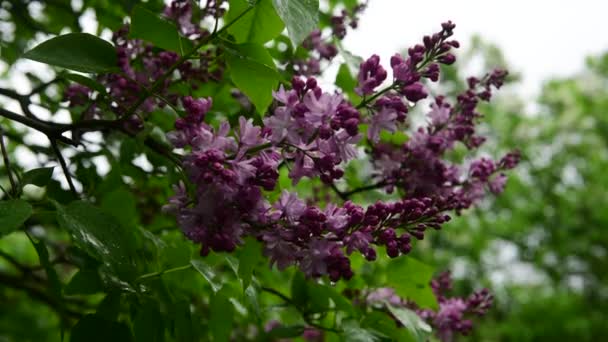 Árboles Jardín Lila Bajo Lluvia Naturaleza Primavera Botánica Video — Vídeos de Stock
