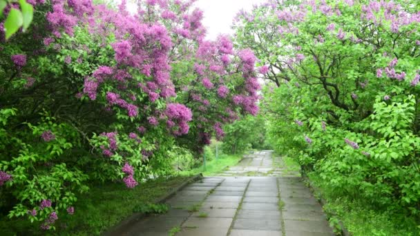Árvores Jardim Lilás Sob Chuva Natureza Primavera Tempo Botânica Vídeo — Vídeo de Stock