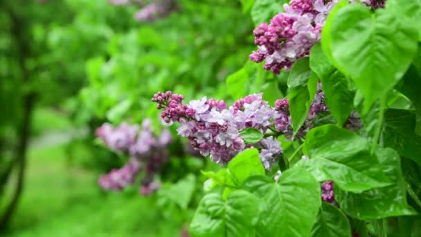 Lilac Drzewa Ogrodowe Pod Deszczem Charakter Wiosna Czas Botanika Wideo — Wideo stockowe