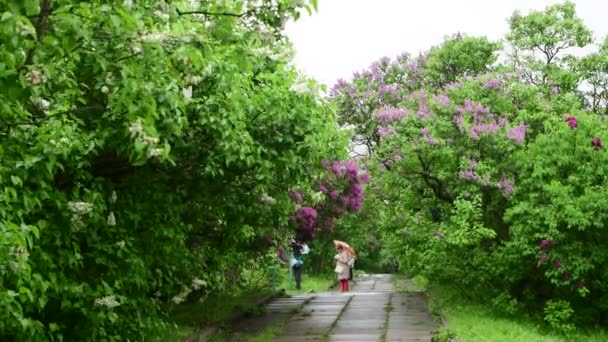 Lilac Drzewa Ogrodowe Pod Deszczem Charakter Wiosna Czas Botanika Wideo — Wideo stockowe