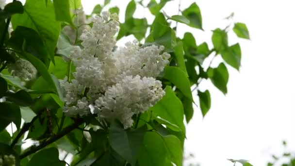 Lilac Zahradní Stromy Pod Pružinou Čas Jara Botanika Video — Stock video