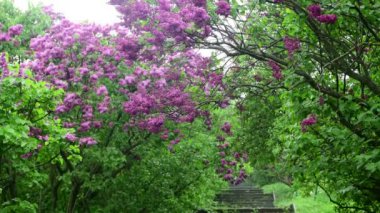 Yağmur doğa bahar zamanı botanik 4k video altında Leylak bahçe ağaçları 