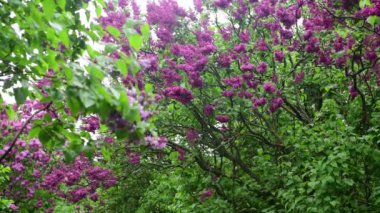 Yağmur doğa bahar zamanı botanik 4k video altında Leylak bahçe ağaçları 