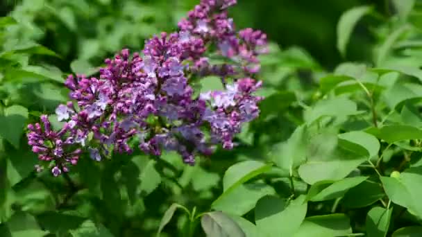 Árvores Jardim Lilás Sob Chuva Natureza Primavera Tempo Botânica Vídeo — Vídeo de Stock