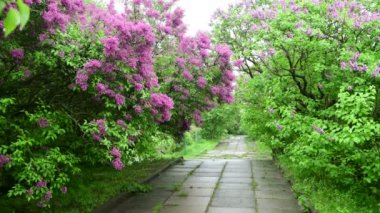 Yağmur doğa bahar zamanı botanik 4k video altında Leylak bahçe ağaçları 