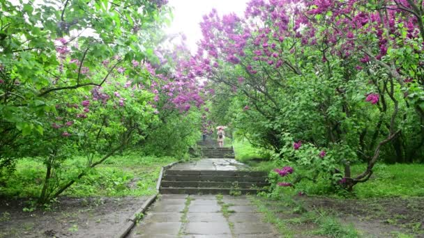 Árvores Jardim Lilás Sob Chuva Natureza Primavera Tempo Botânica Vídeo — Vídeo de Stock