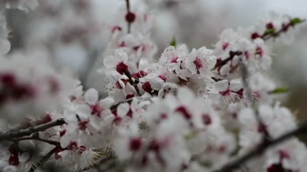 白い花アプリコットの自然と素敵な春のコレクションの木の枝は クローズアップ4Kビデオを畏敬のじ — ストック動画