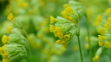 Yaz çiçekleri güneşli gün doğa flora güzellik renk soyut 4k video